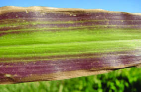 Perda de Apetite Inexplicável: A Nutrição em Risco - inspiração 2