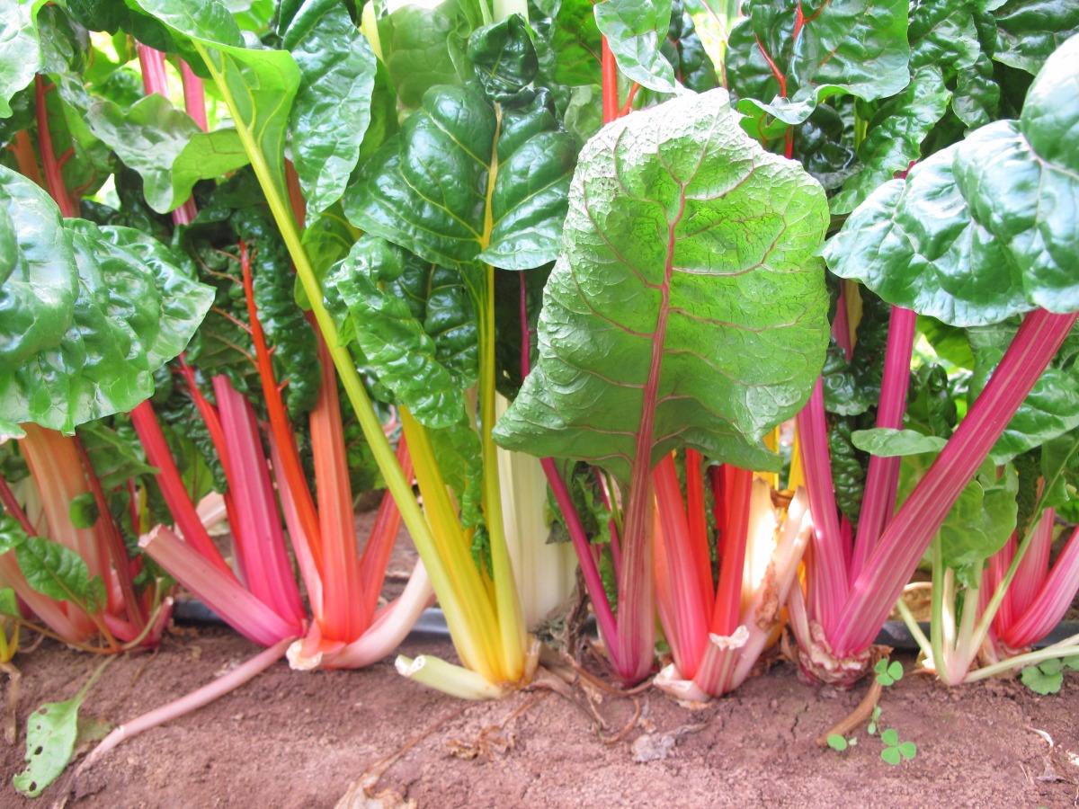 Escolha da Variedade Certa: Cores e Sabores para Todos os Gostos - inspiração 2