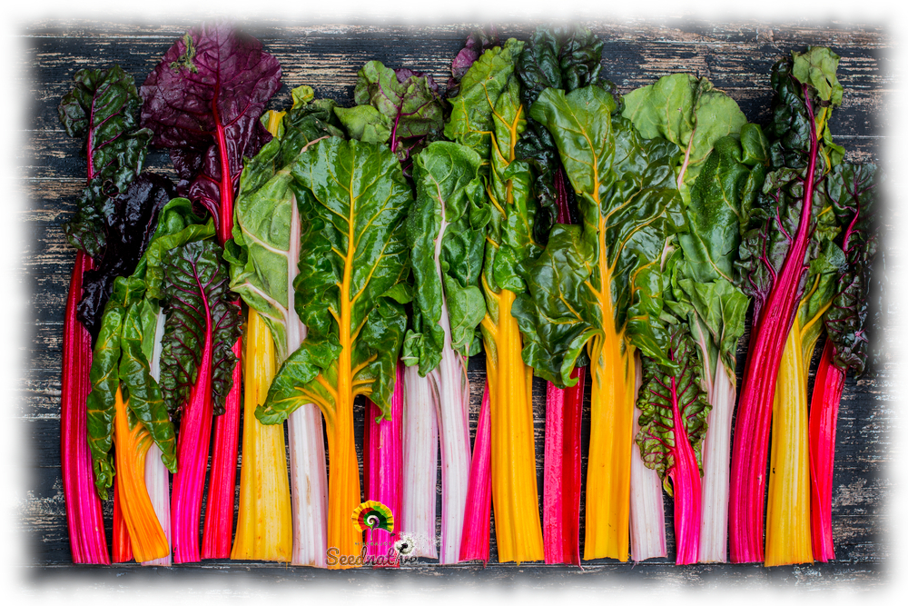 Acelga no Vaso: Cultivando Cores Mesmo em Espaços Pequenos - inspiração 2