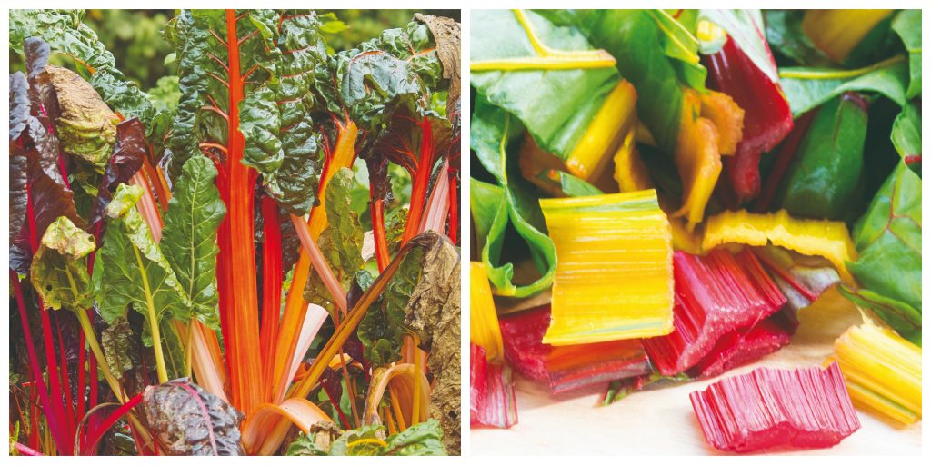 Semeadura Sem Mistério: O Guia Definitivo para Germinar suas Sementes - inspiração 3