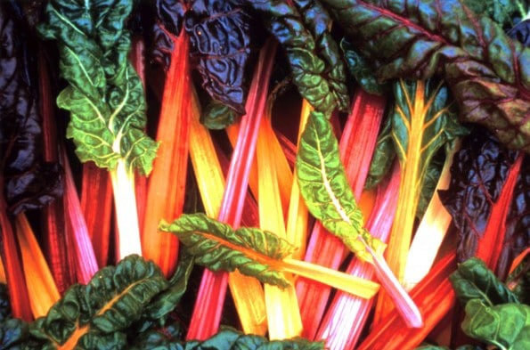 Rega Inteligente: A Dose Certa para uma Acelga Feliz - inspiração 2