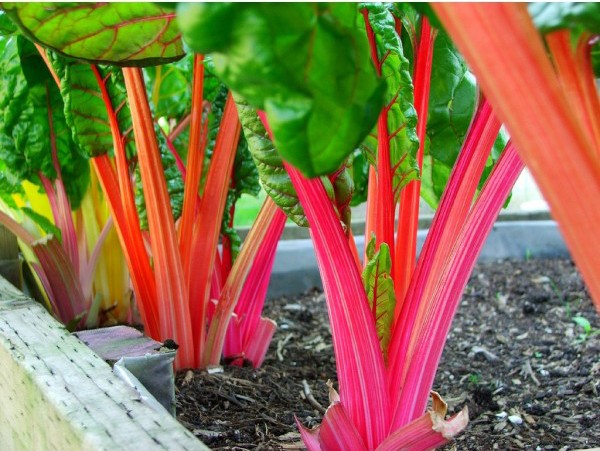 Adubação Caseira: Nutrição Poderosa com Ingredientes Naturais - inspiração 3