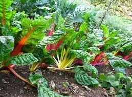 Colheita Contínua: Saboreando a Acelga Fresca por Mais Tempo - inspiração 3