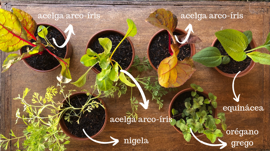 Proteção Natural: Defendendo sua Acelga de Pragas e Doenças - inspiração 2