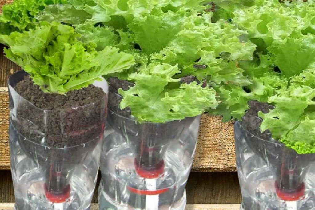 A Mágica da Garrafa PET: Transformando Lixo em Vida - inspiração 2