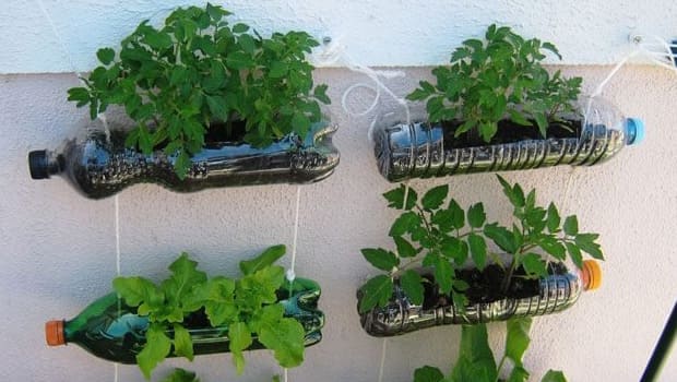 O Substrato dos Sonhos: Nutrição para sua Alface - inspiração 1