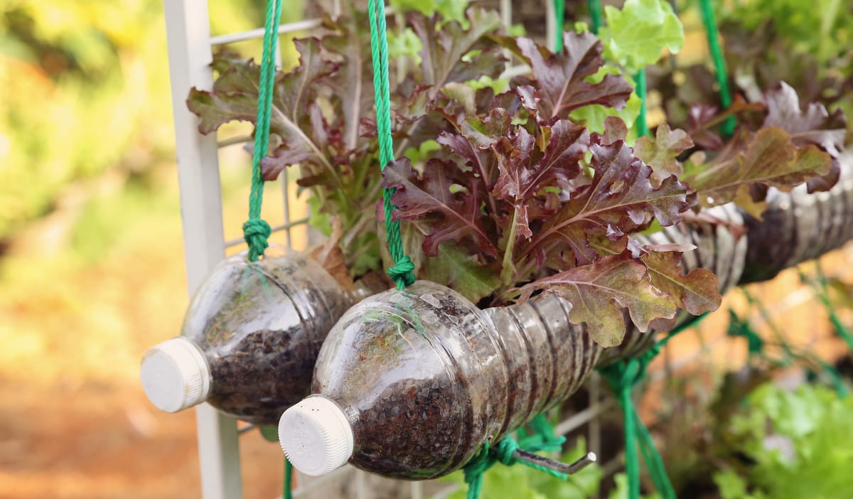 Paciência é Virtude: Germinação e a Hora da Colheita - inspiração 3