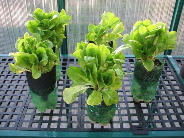 Expandindo Horizontes: Cultivos Companheiros na Garrafa - inspiração 1