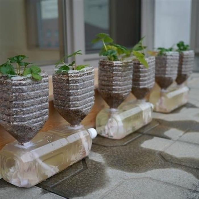 Expandindo Horizontes: Cultivos Companheiros na Garrafa - inspiração 2