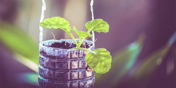 Expandindo Horizontes: Cultivos Companheiros na Garrafa - inspiração 3