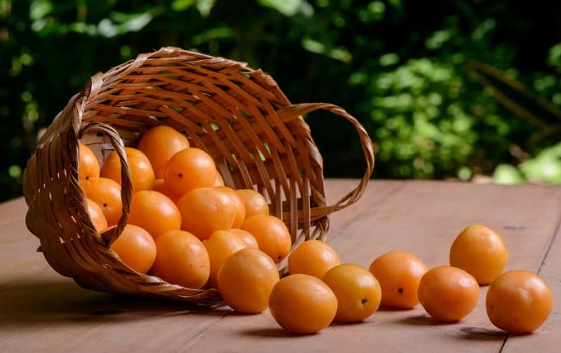 Escolha Inteligente: Semente ou Estaquia? - inspiração 2