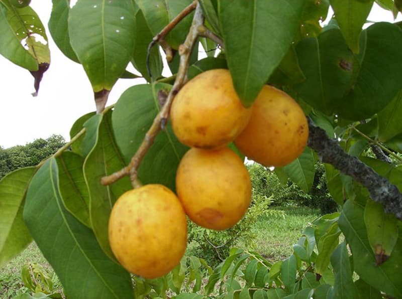 Escolha Inteligente: Semente ou Estaquia? - inspiração 3