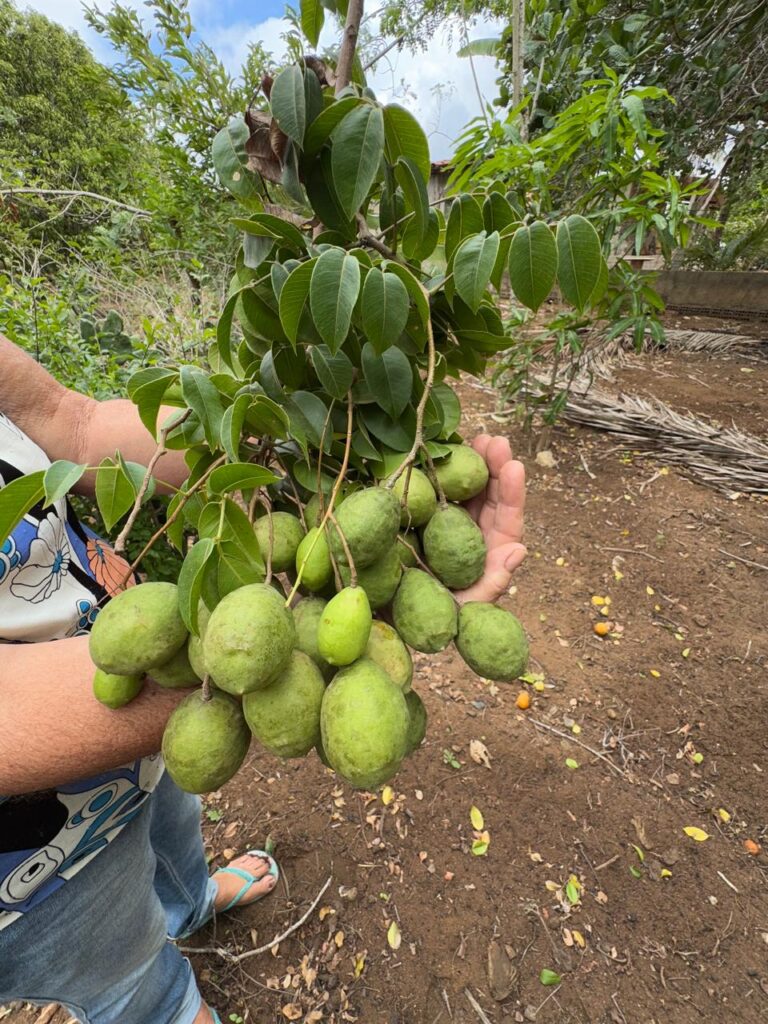 Dica de Ouro: Espaçamento Ideal Para um Pomar Saudável - inspiração 2