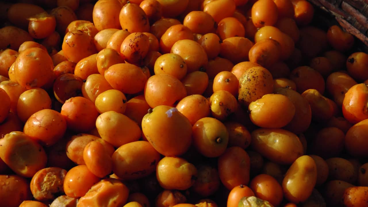 Prepare o Substrato Perfeito Para um Cajá Feliz - inspiração 1