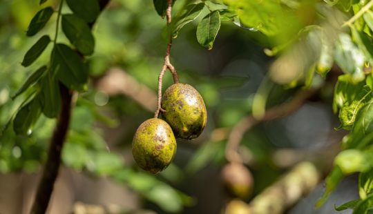 Prepare o Substrato Perfeito Para um Cajá Feliz - inspiração 3