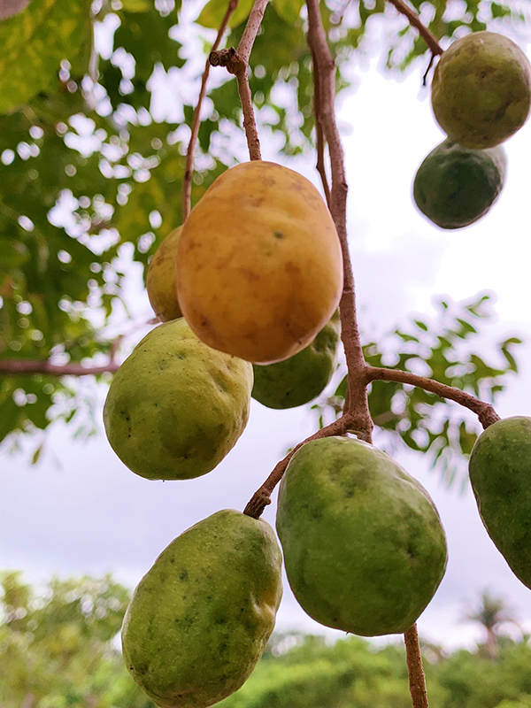 A Luz Ideal: Dê um Banho de Sol no Seu Cajazeiro - inspiração 1