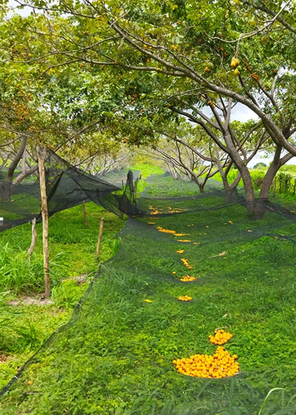 Transplante Sem Stress: O Momento Decisivo - inspiração 3