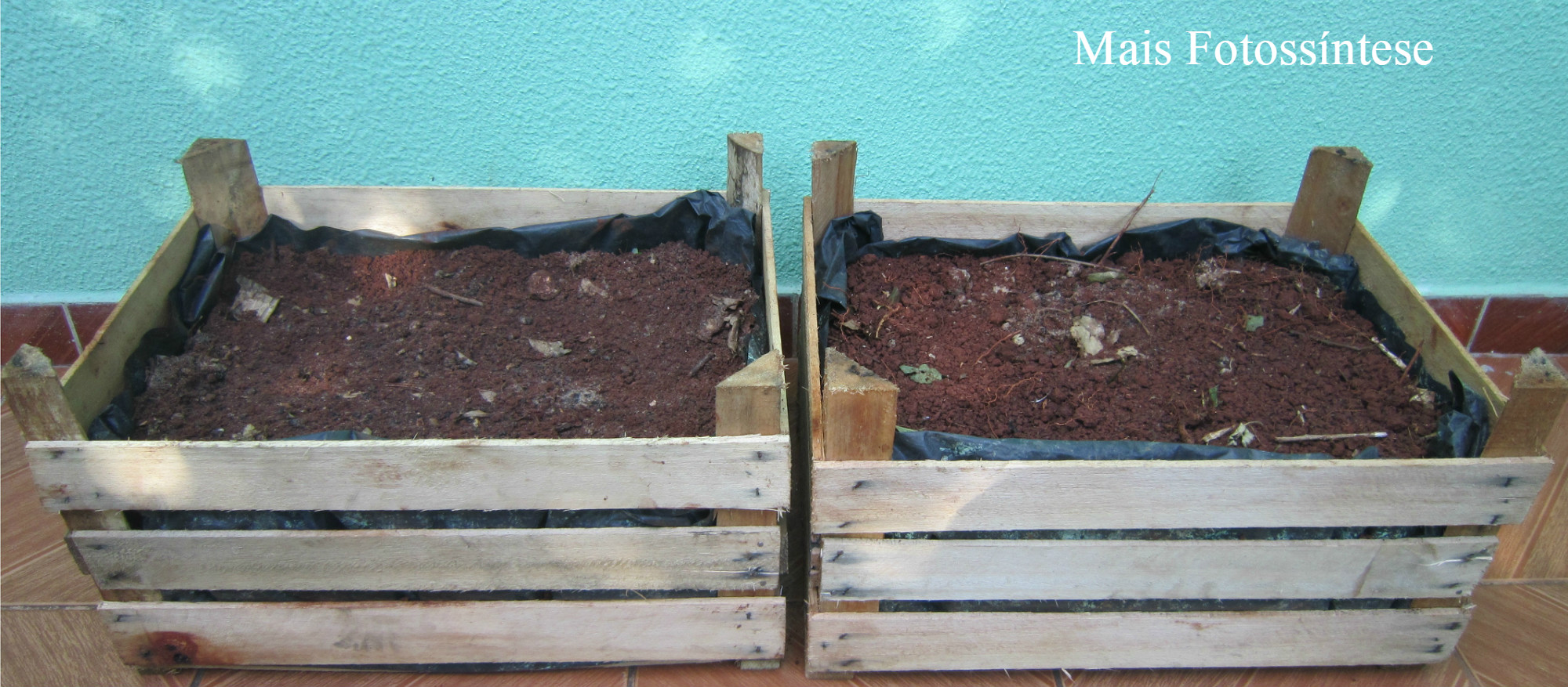 Poda Estratégica: Para Cajás Mais Fortes e Bonitos - inspiração 2