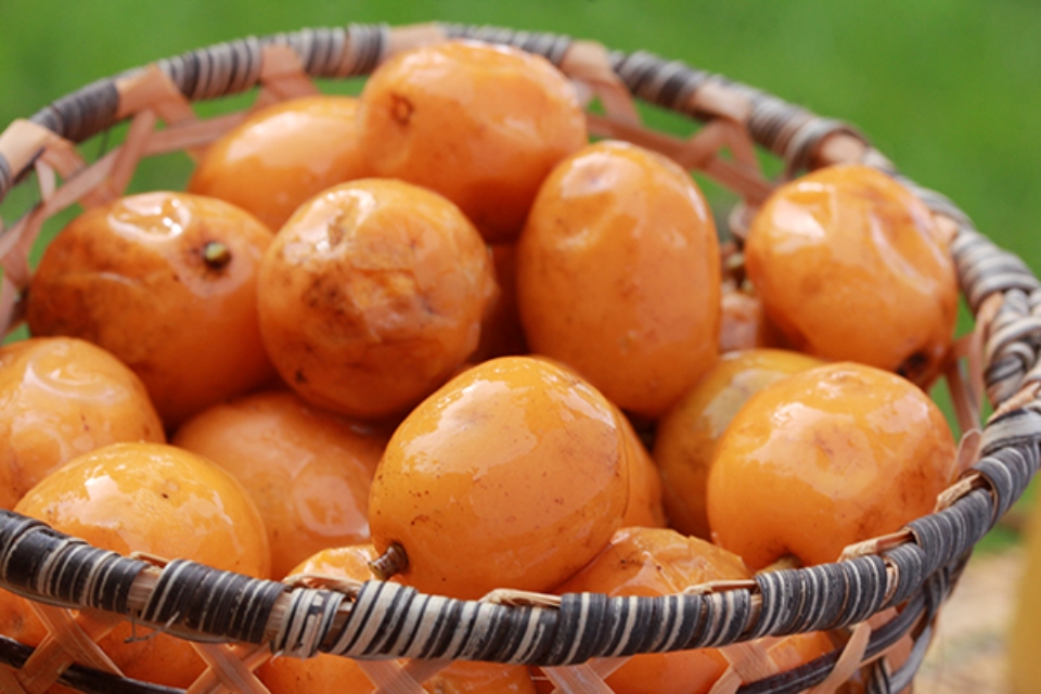 Poda Estratégica: Para Cajás Mais Fortes e Bonitos - inspiração 3