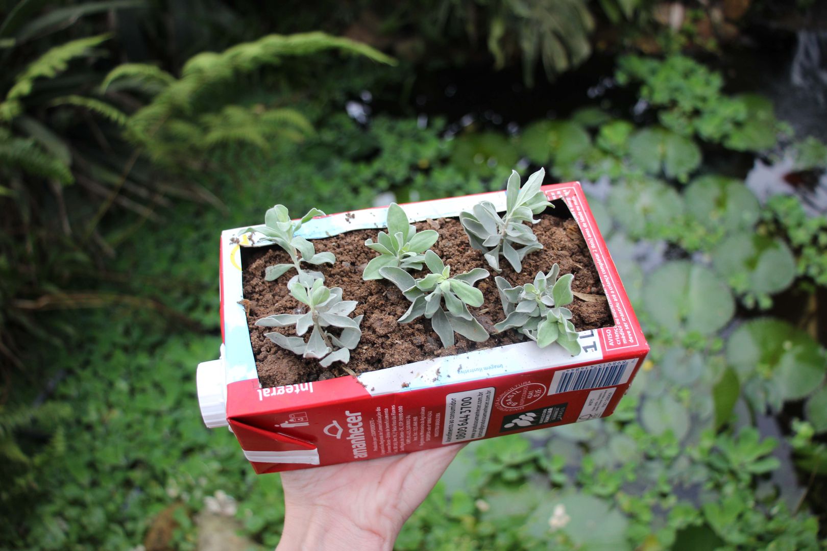 Adubação Caseira: Nutrição Turbinada Para Seus Cajás - inspiração 1