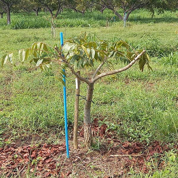 Adubação Caseira: Nutrição Turbinada Para Seus Cajás - inspiração 2