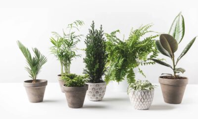 A Escolha Inteligente da Muda: O Ponto de Partida do Sucesso - inspiração 2