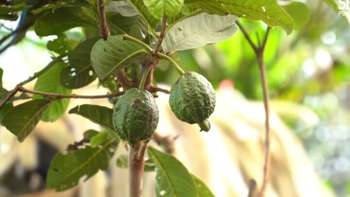 O Toque Final do Mestre Cuca: Raleio para Goiabas Perfeitas - inspiração 2