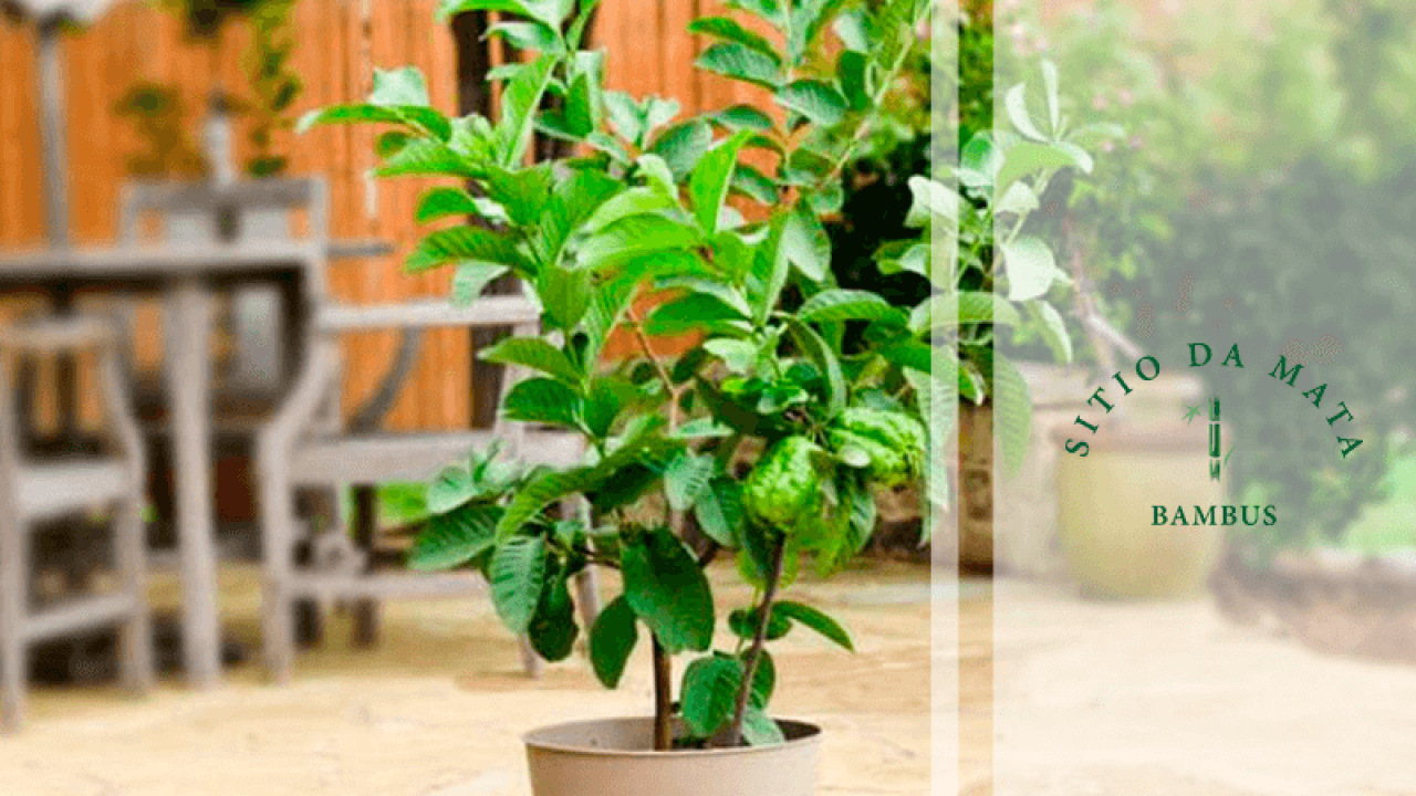 Montando o Ninho: A Camada de Drenagem que Salva sua Planta - inspiração 2