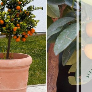 Montando o Ninho: A Camada de Drenagem que Salva sua Planta - inspiração 3