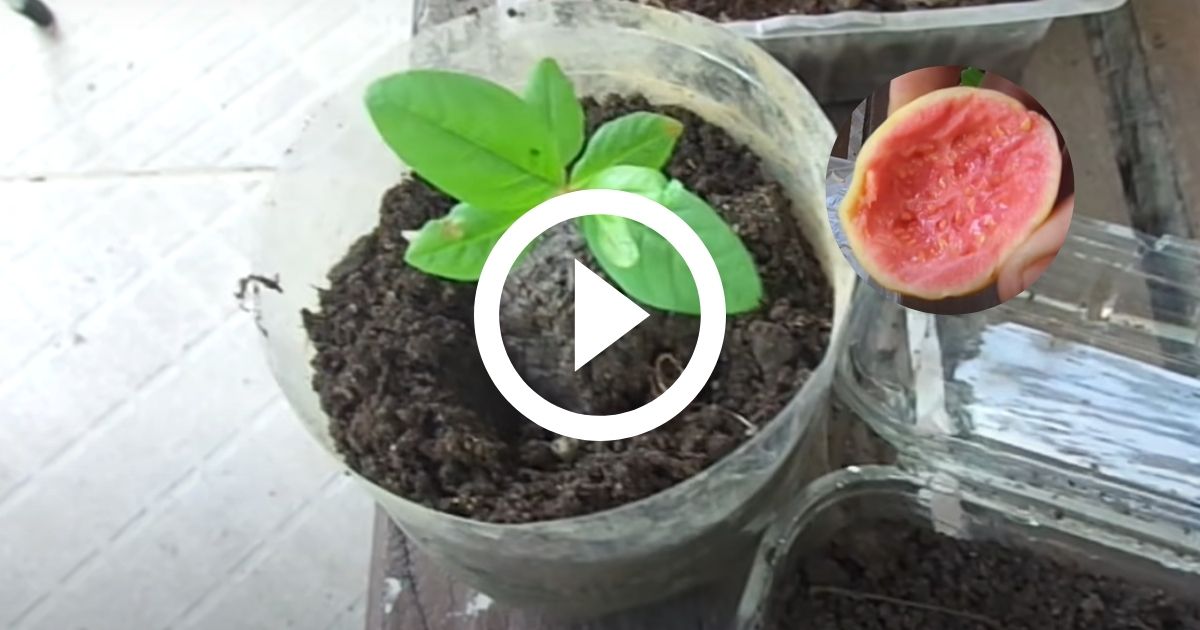 O Banquete do Solo: Preparando o Substrato Ideal para a Goiabeira - inspiração 2