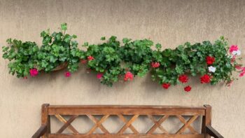 O Abraço do Sol: Garantindo a Energia Vital para seus Frutos - inspiração 1