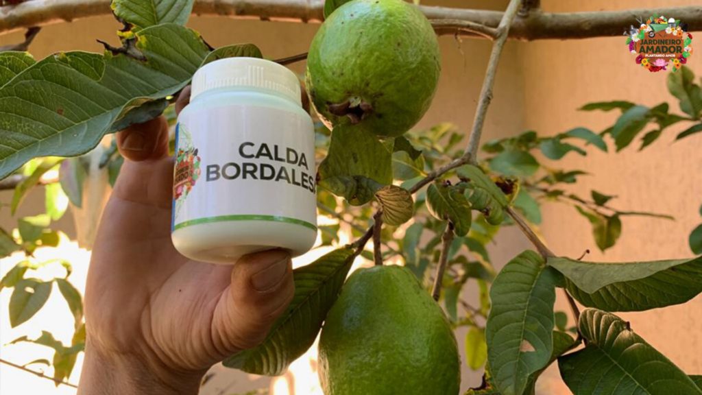 O Abraço do Sol: Garantindo a Energia Vital para seus Frutos - inspiração 2