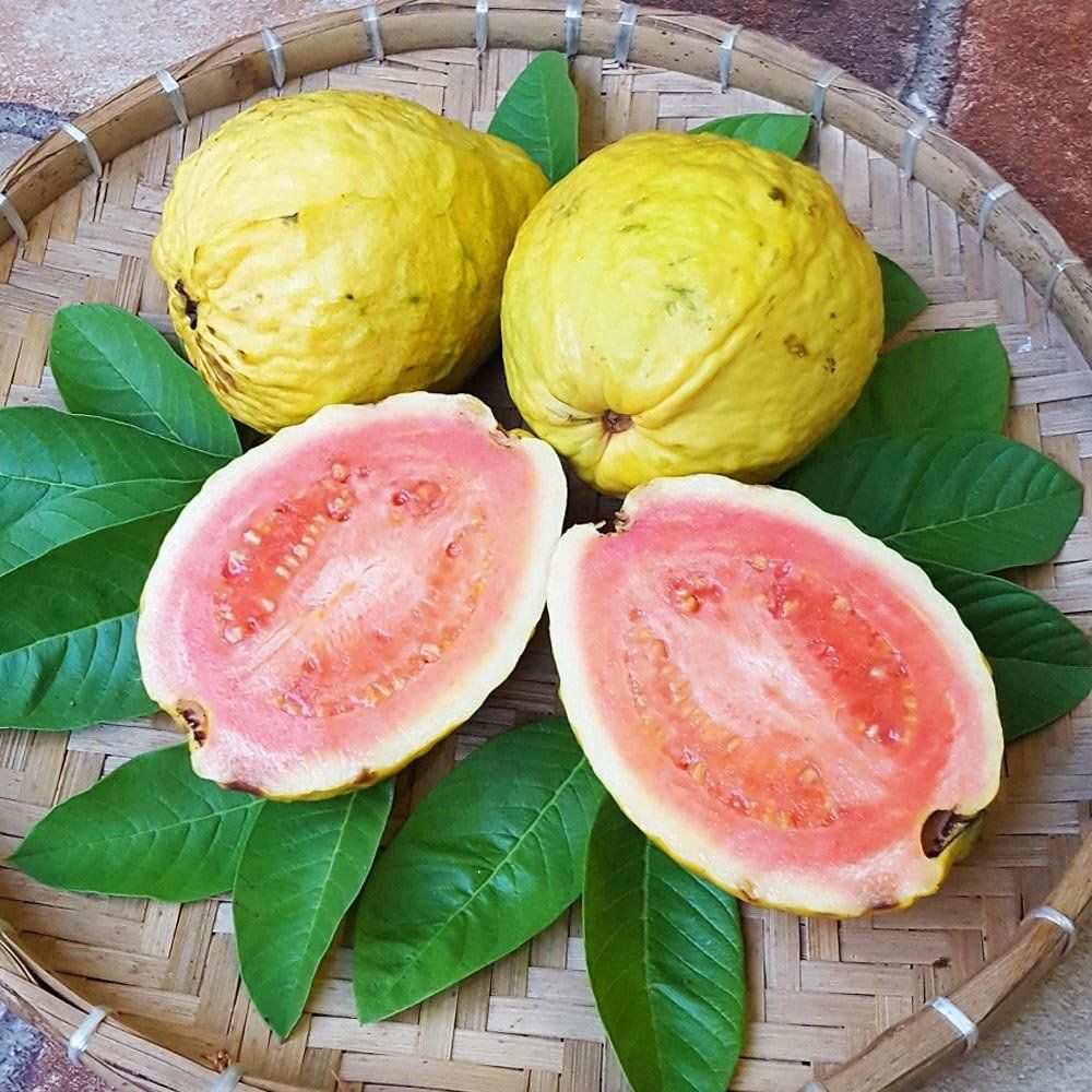 O Abraço do Sol: Garantindo a Energia Vital para seus Frutos - inspiração 3