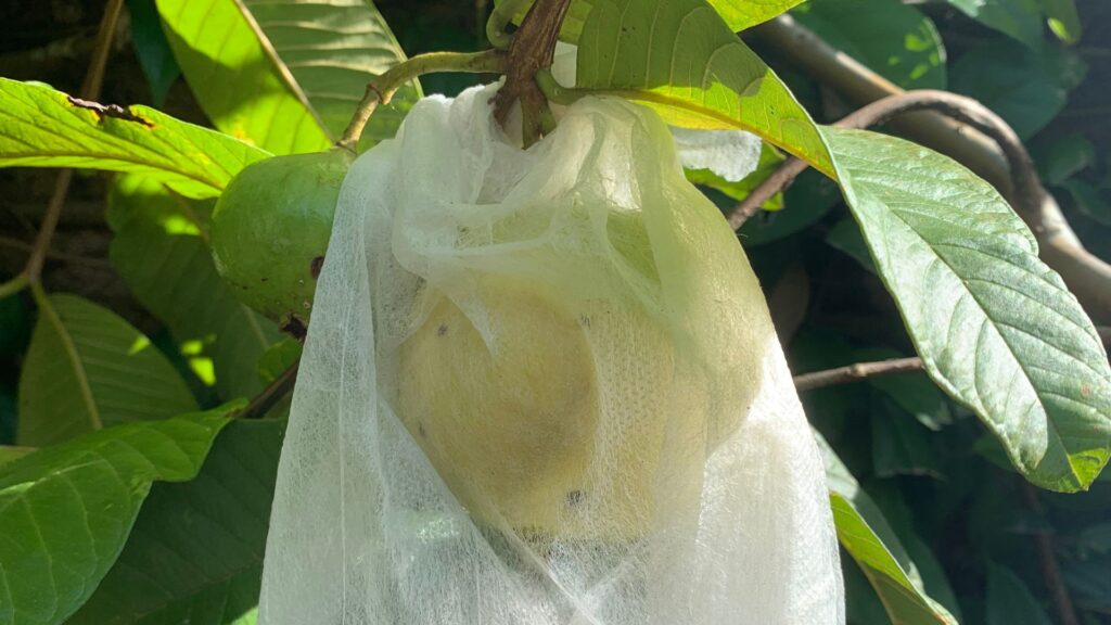 Hidratação na Medida Certa: A Arte de Regar sem Exageros - inspiração 2