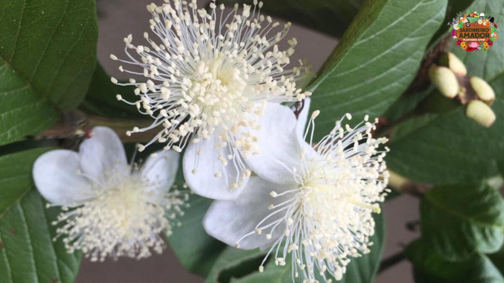 Nutrindo a Fertilidade: O Ciclo da Adubação que Impulsiona Frutos - inspiração 2