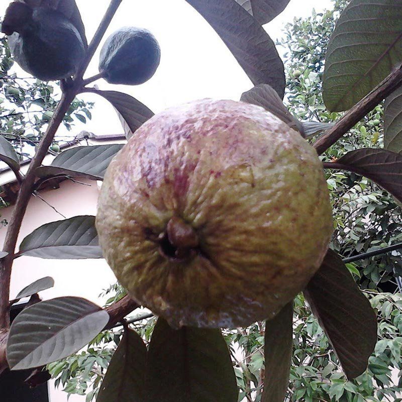 Dando Forma e Vida: A Poda que Estimula a Abundância - inspiração 1