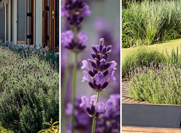 Escolha a Variedade Certa para o Seu Clima - inspiração 2