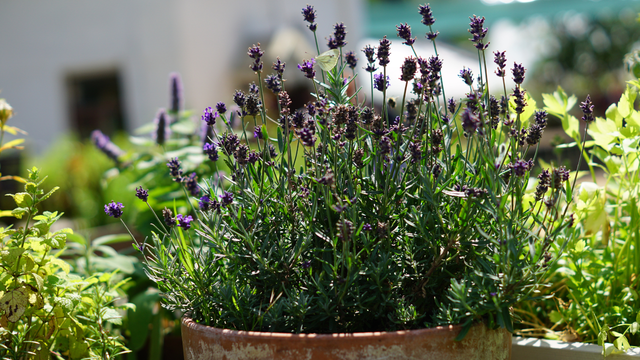 Multiplicação: Como Expandir Seu Jardim de Lavanda - inspiração 1