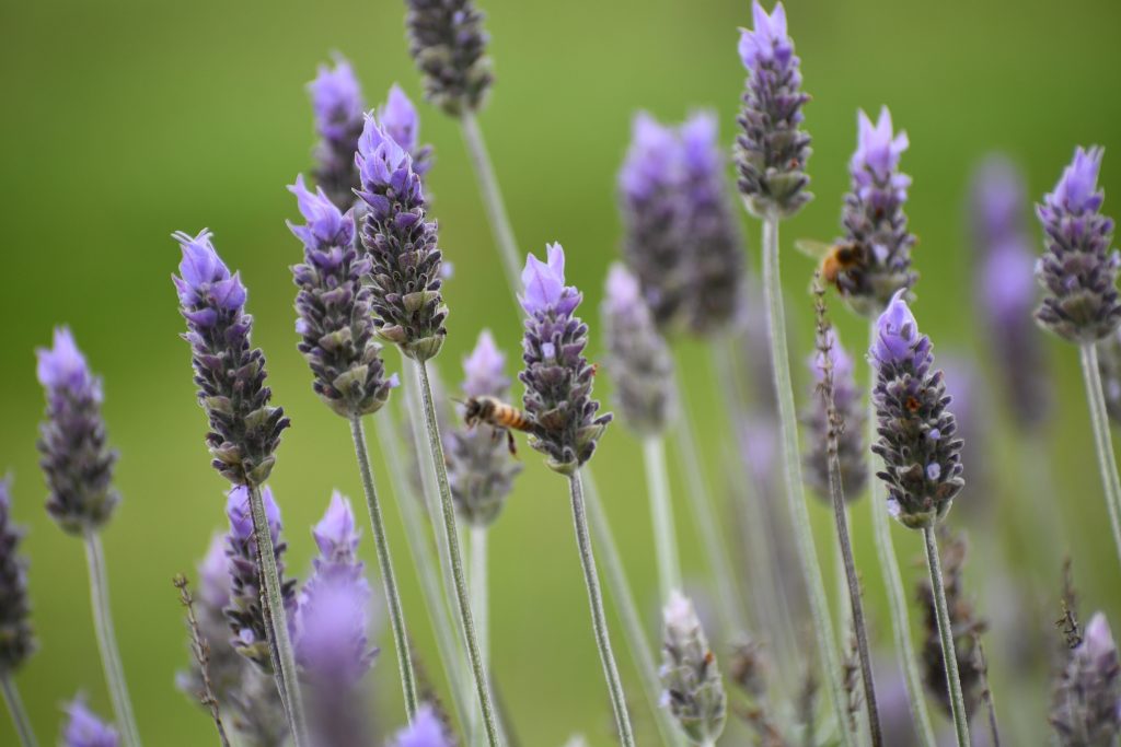 Mudas Jovens x Sementes: Qual a Melhor Opção? - inspiração 2