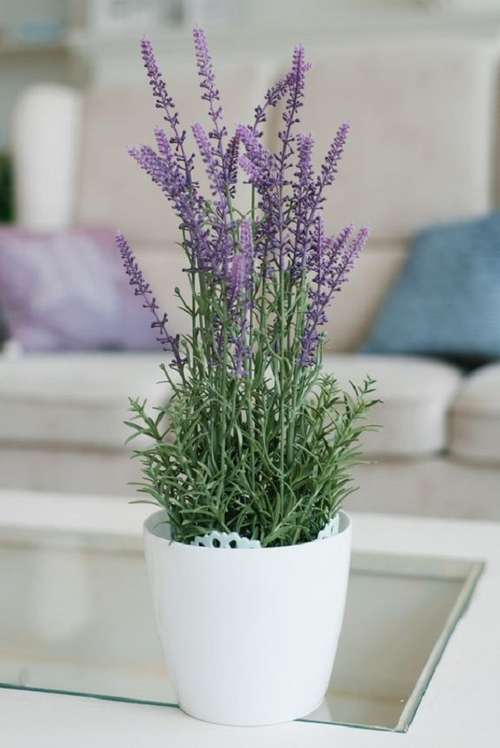 A Rega Ideal: Menos é Mais para a Lavanda - inspiração 2