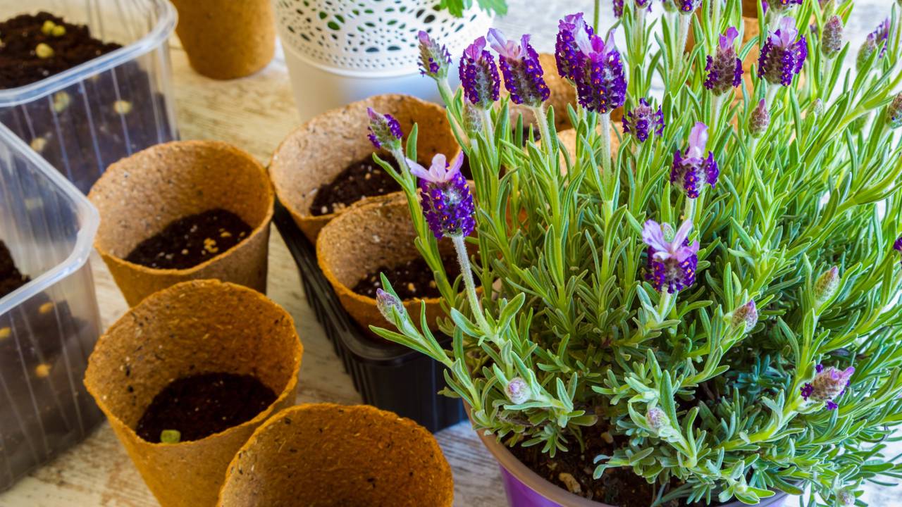 Poda Anual: Segredo para Florescer Sempre - inspiração 2