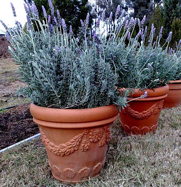 Cultivo em Vaso: Lavanda no Seu Apartamento - inspiração 3