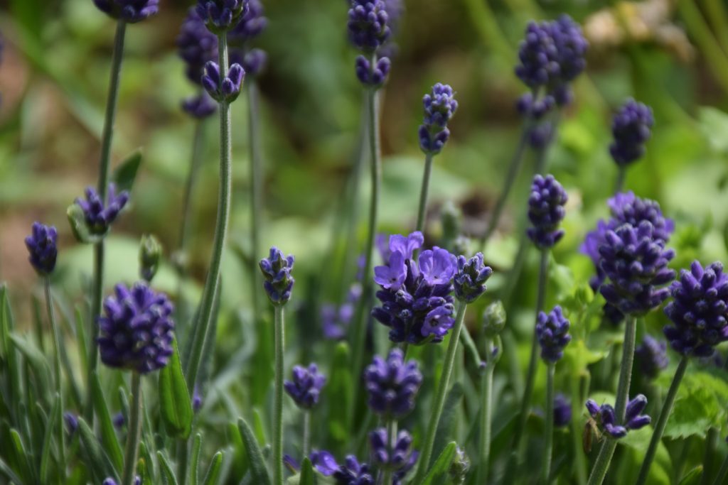 Proteção Natural: Afaste Pragas e Doenças - inspiração 1