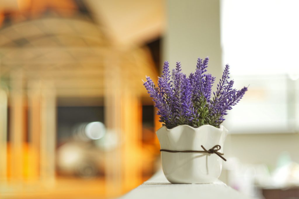 Proteção Natural: Afaste Pragas e Doenças - inspiração 2