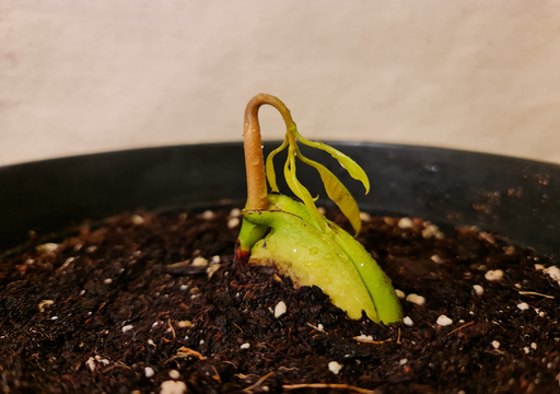 Paciência Virtuosa: Entendendo o Tempo da Primeira Colheita - inspiração 2