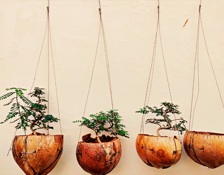 A Escolha Certa: Semente ou Muda Enxertada? - inspiração 1