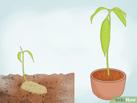 A Escolha Certa: Semente ou Muda Enxertada? - inspiração 2