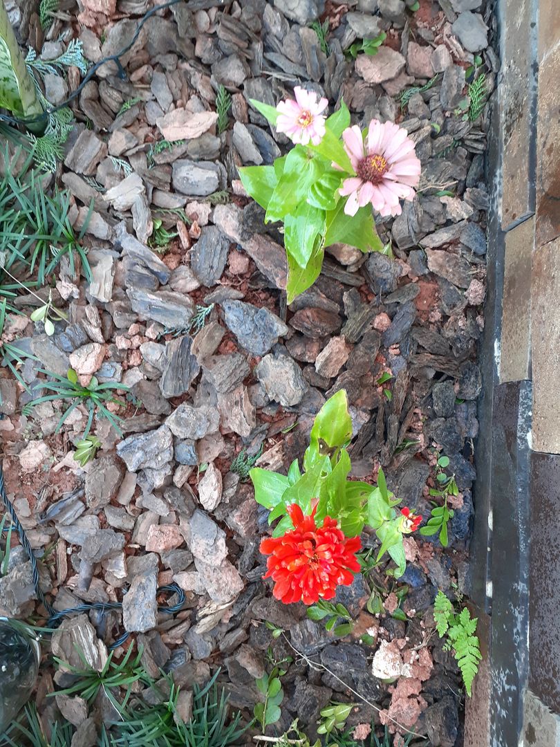 Água na Medida Certa: Regando para Crescer Forte - inspiração 3