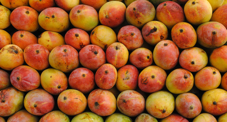 Protegendo sua Mudinha: Cuidados Pós-Plantio Cruciais - inspiração 3