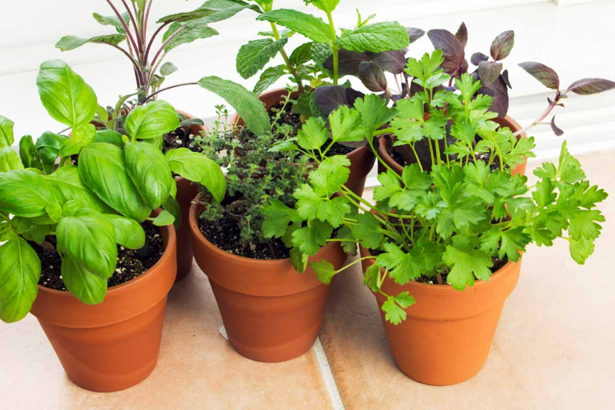 Entendendo a Necessidade Hídrica de Cada Um - inspiração 1